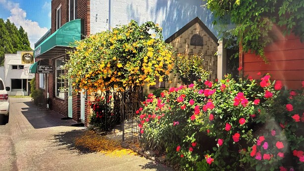 Une vue de rue avec un bâtiment doté d’un auvent vert et d’une enseigne indiquant « Pets on Main Grooming ».