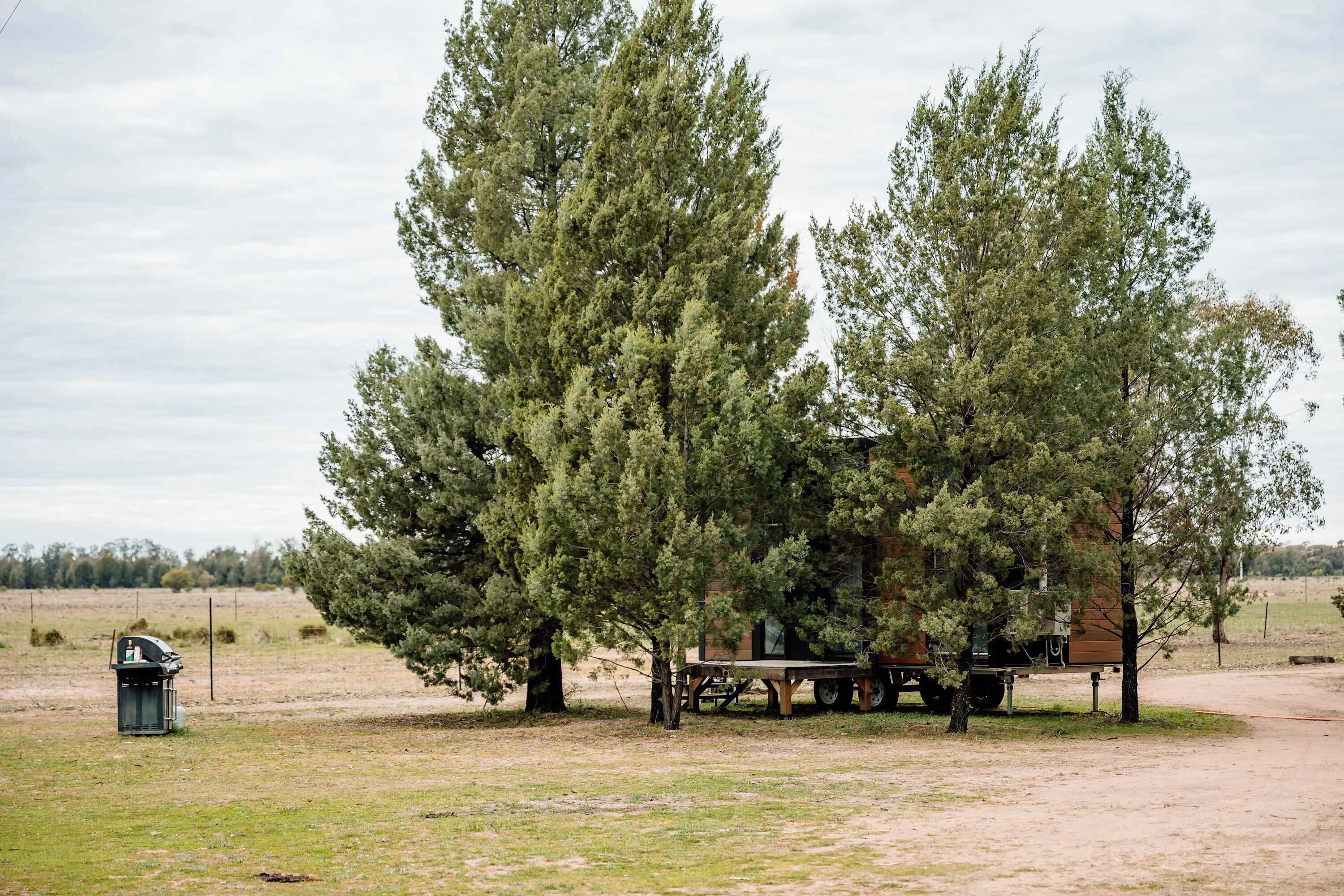A rustic outdoor setting with a wooden structure, possibly a cabin or shed, surrounded by tall evergreen trees.