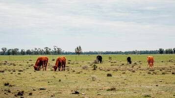 Un vaste champ où paissent des bovins, bordé d’une rangée d’arbres et, au loin, d’une clôture.
