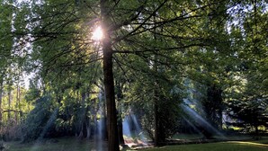 Ein bewaldetes Gebiet, durch das die Sonne scheint.