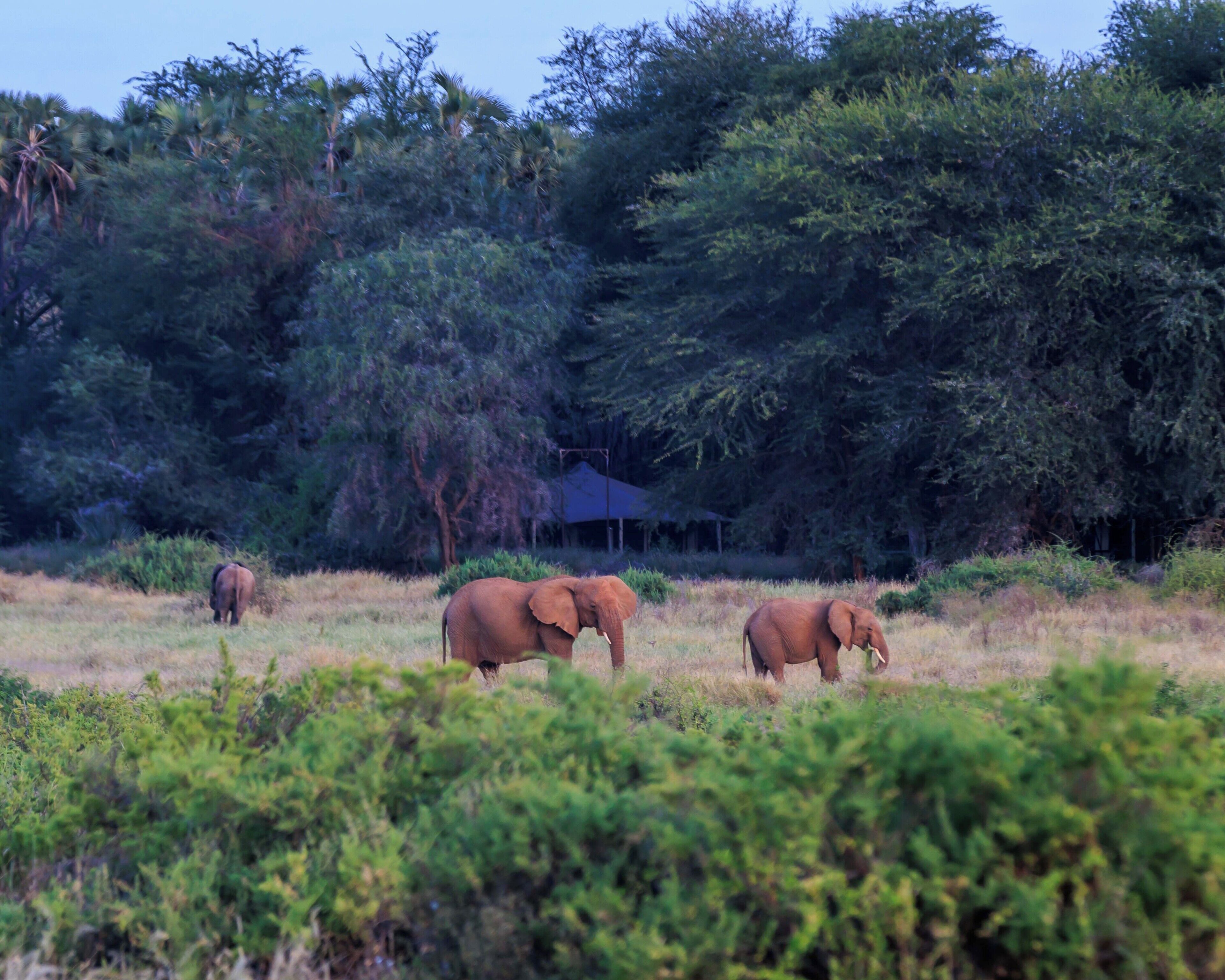 A natural landscape with elephants and dense foliage.