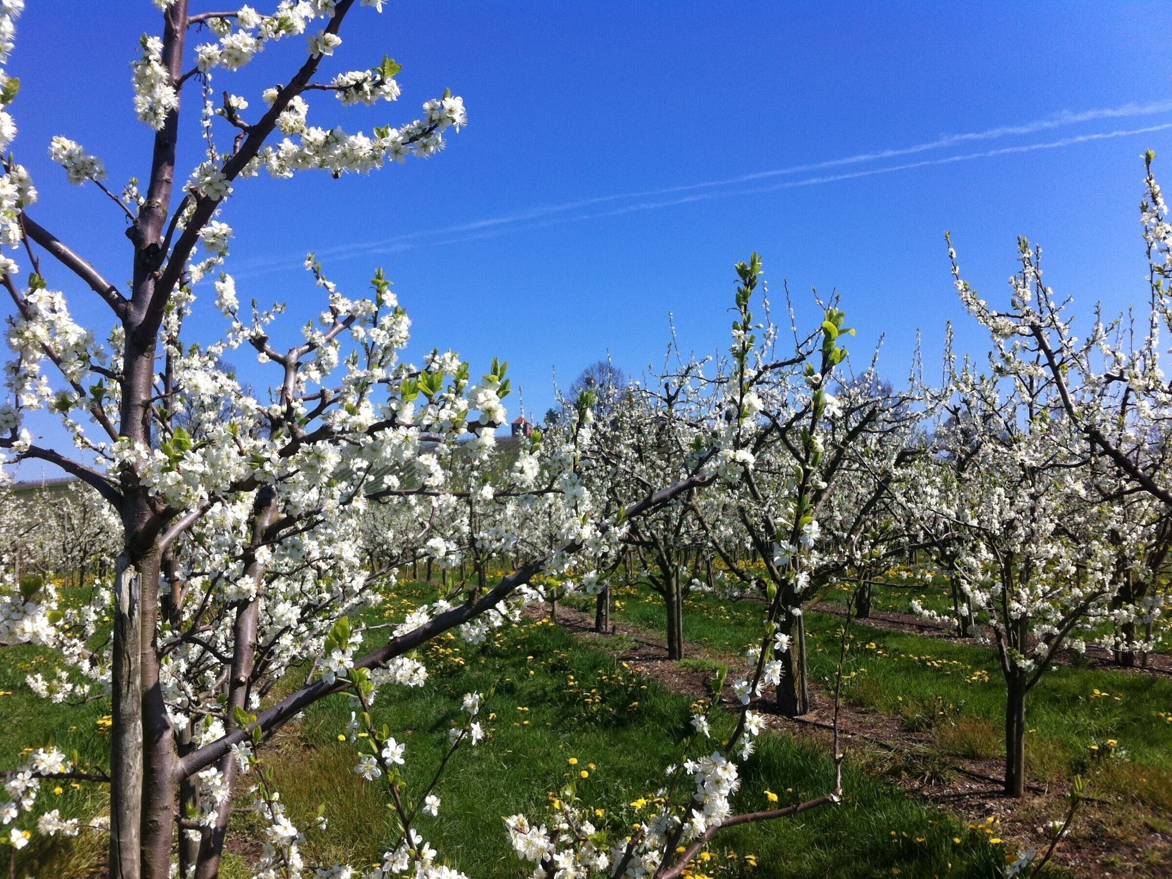 A tree-lined orchard with blooming trees and a clear blue sky.