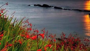 A coastal landscape with a sunset, rocky outcrops, and red flowers in the foreground. - Ballyferriter Dingle Seaside Beautiful House (Ballyferriter)
