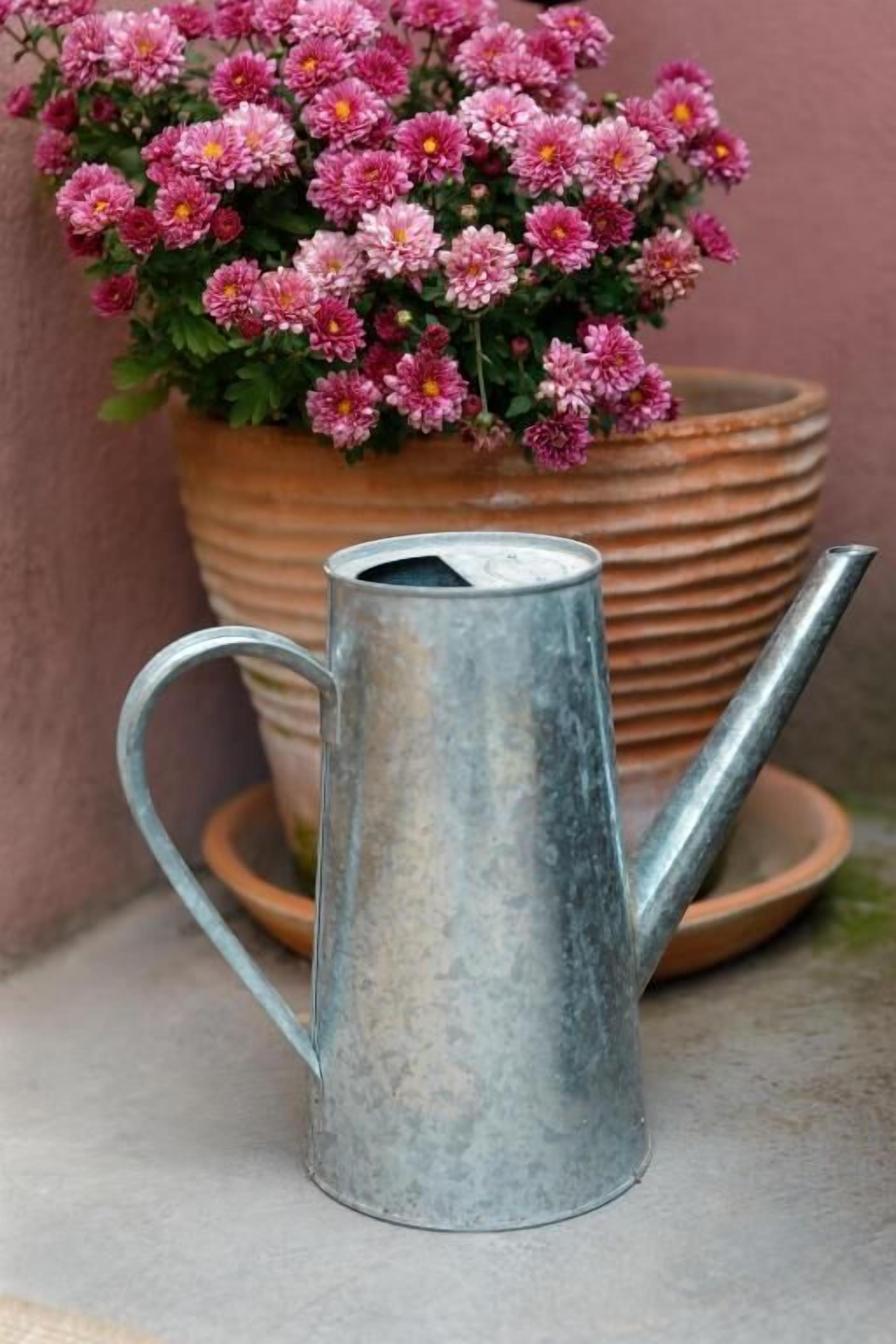 Un arrosoir en métal est placé à côté d’une plante en pot ornée de fleurs roses.