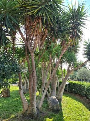 Property grounds - Villa Serena - Alghero (Alghero)