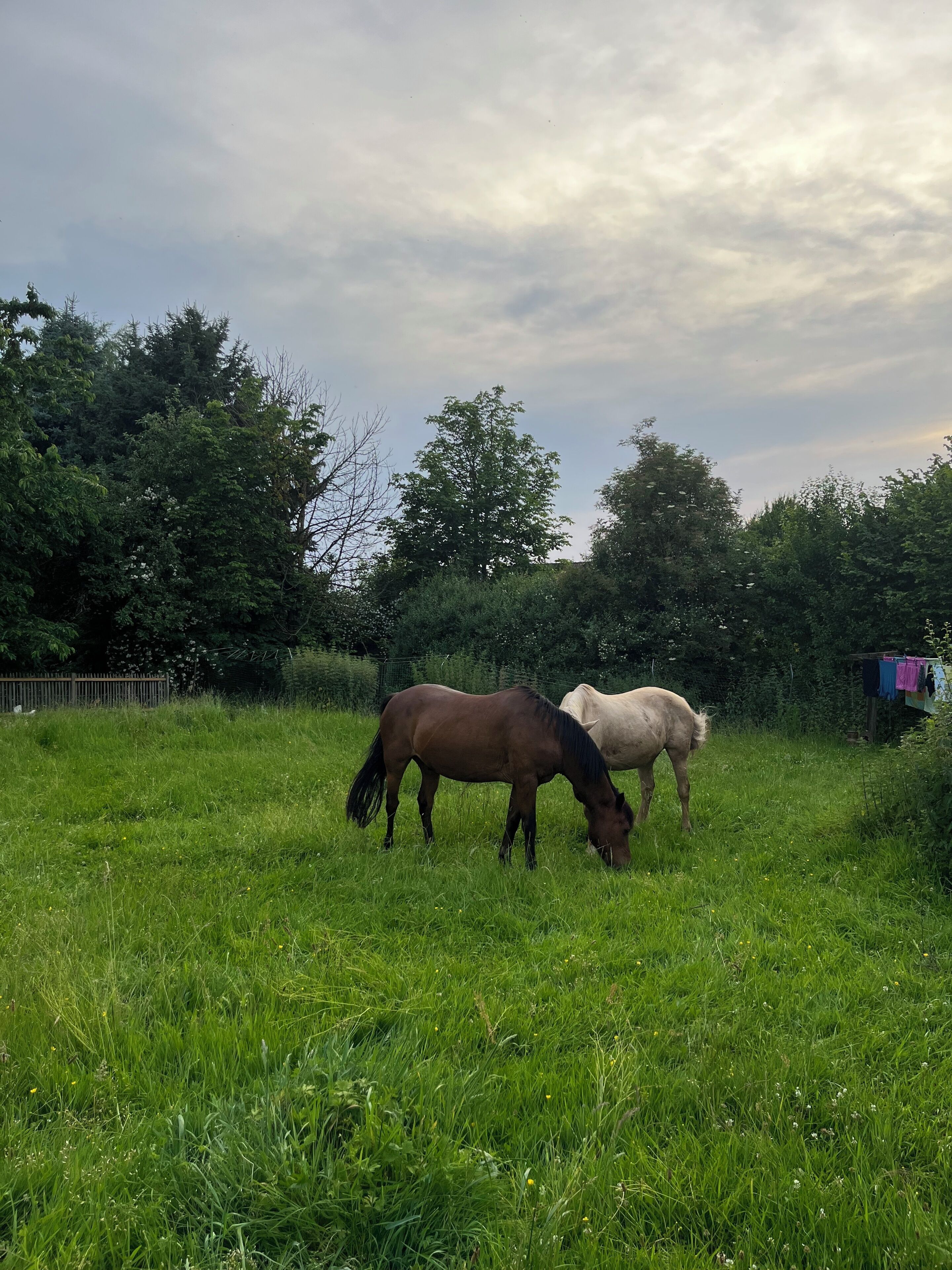 Two horses grazing in a grassy field with trees in the background.