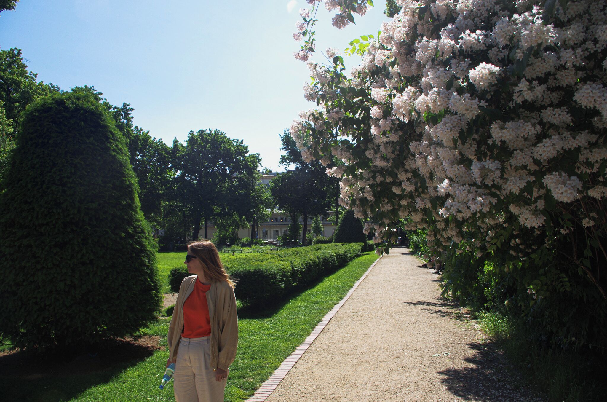 A pathway lined with neatly trimmed hedges and flowering trees.