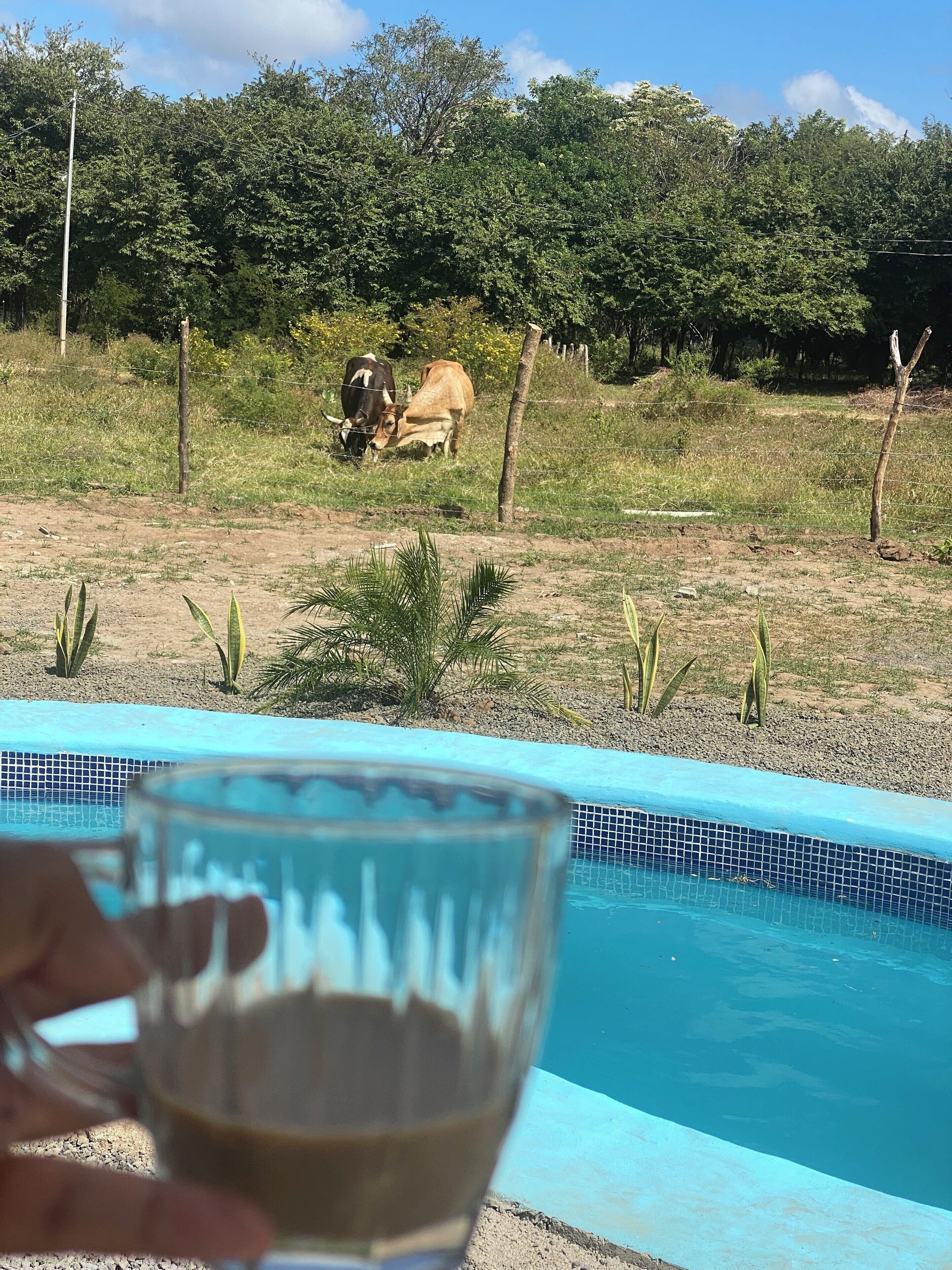 A pool with a clear glass in the foreground, a fenced area with two cows grazing, and trees in the background.
