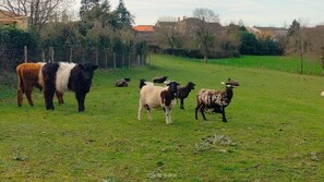 Miscellaneous - Au pré du Puy (Chanverrie)