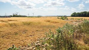 Paisaje rural con aerogeneradores y un campo de cosechas doradas.