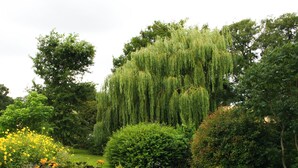 Ein üppiger Garten mit verschiedenen Bäumen, darunter eine markante Weide, und gepflegten Blumenbeeten.