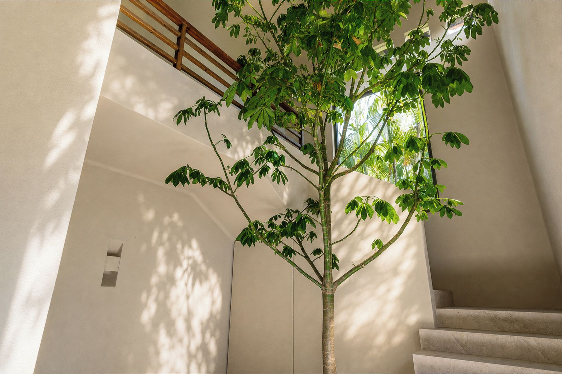 A staircase with a tree in the center, surrounded by white walls and a wooden railing.