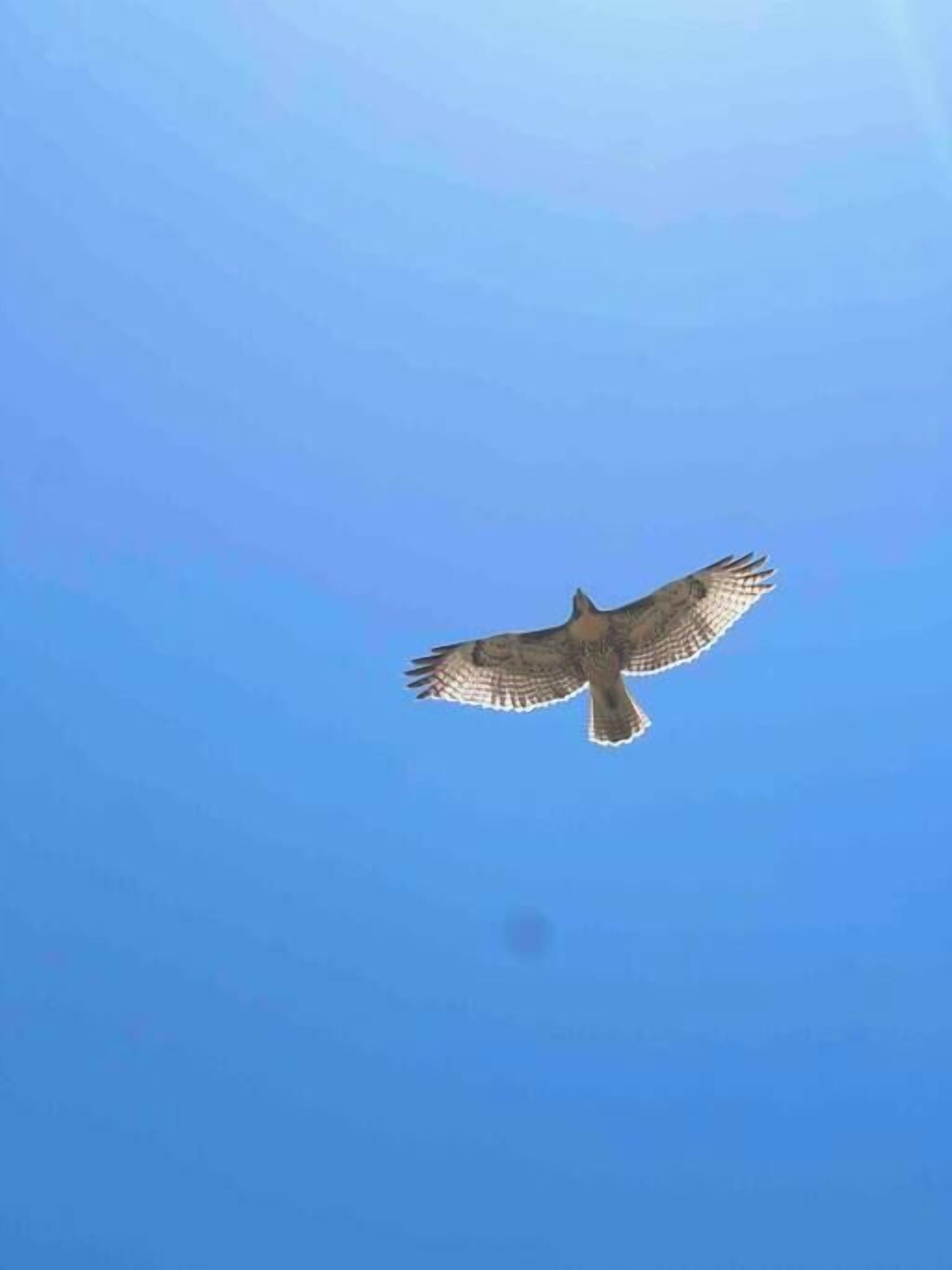 Un oiseau de proie en plein vol, sur fond de ciel bleu clair.