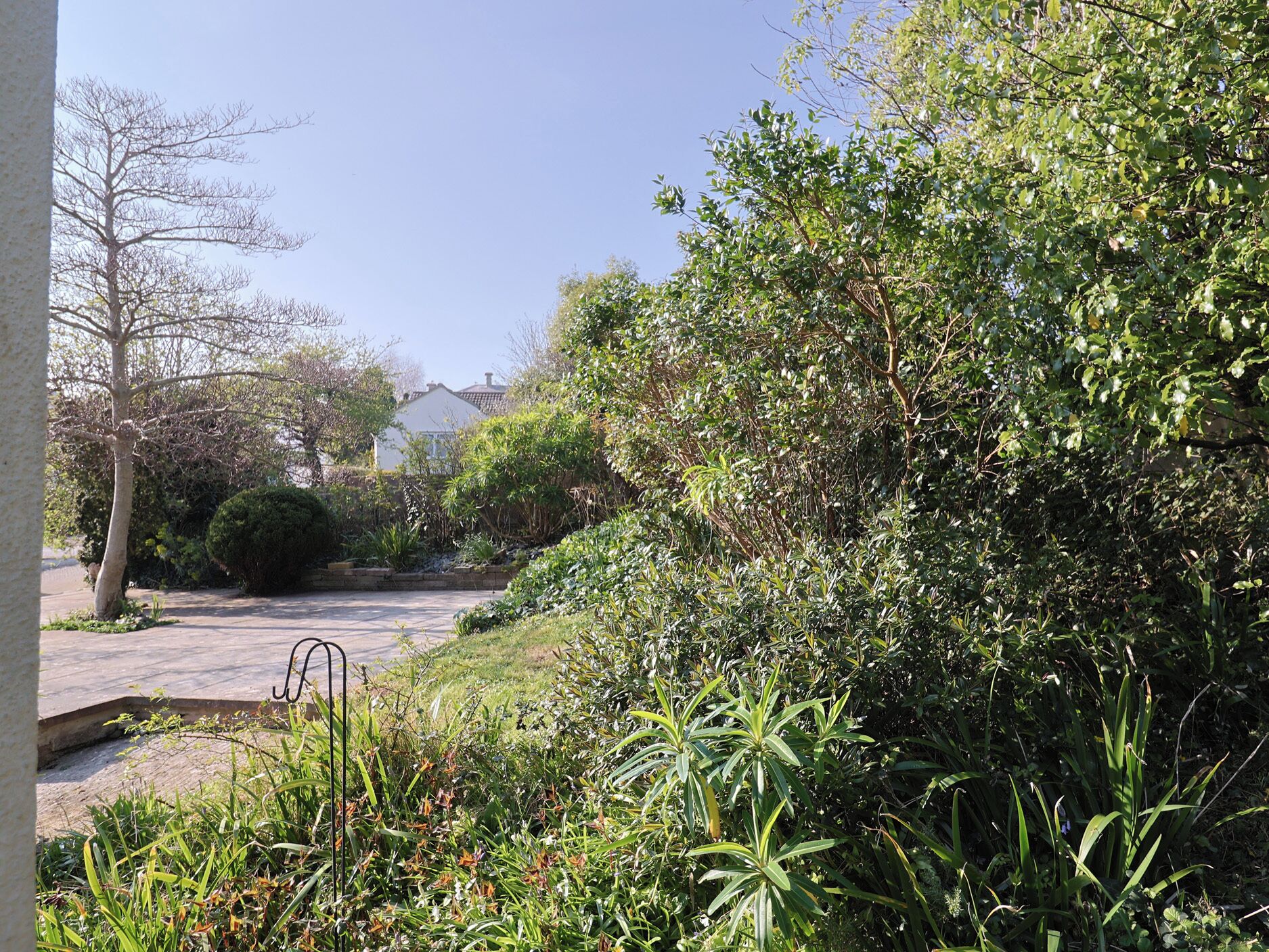 A residential area with a paved driveway, various shrubs, and a tree.
