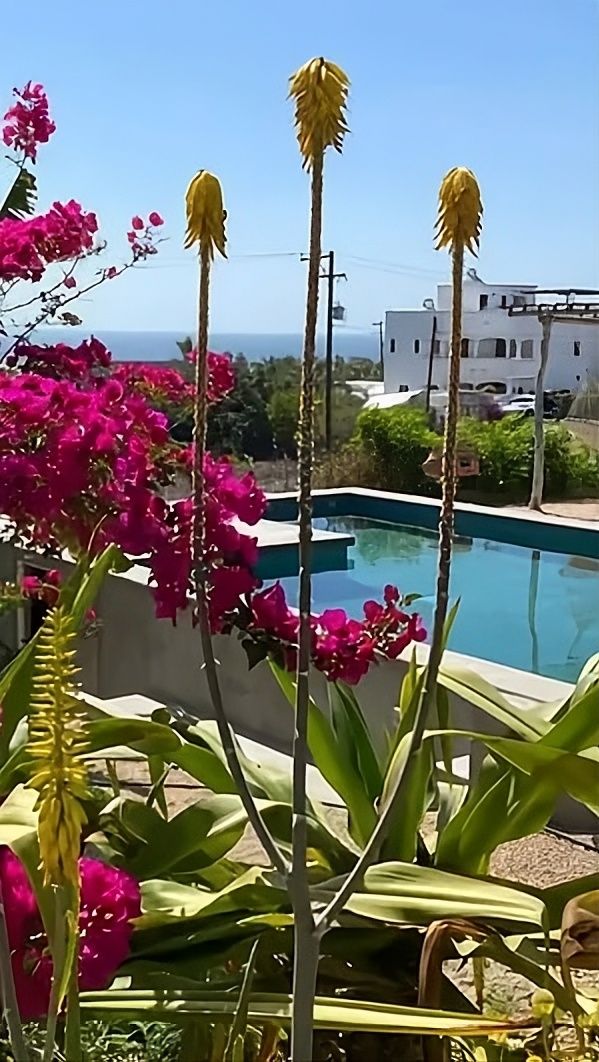 A poolside view with a clear sky, pink bougainvillea flowers, and a white building in the background.