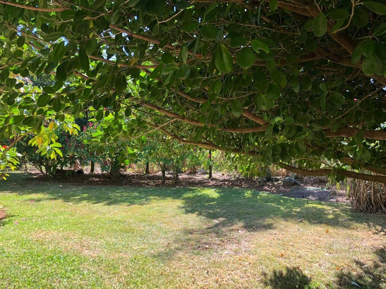 A garden area with trees and grass.