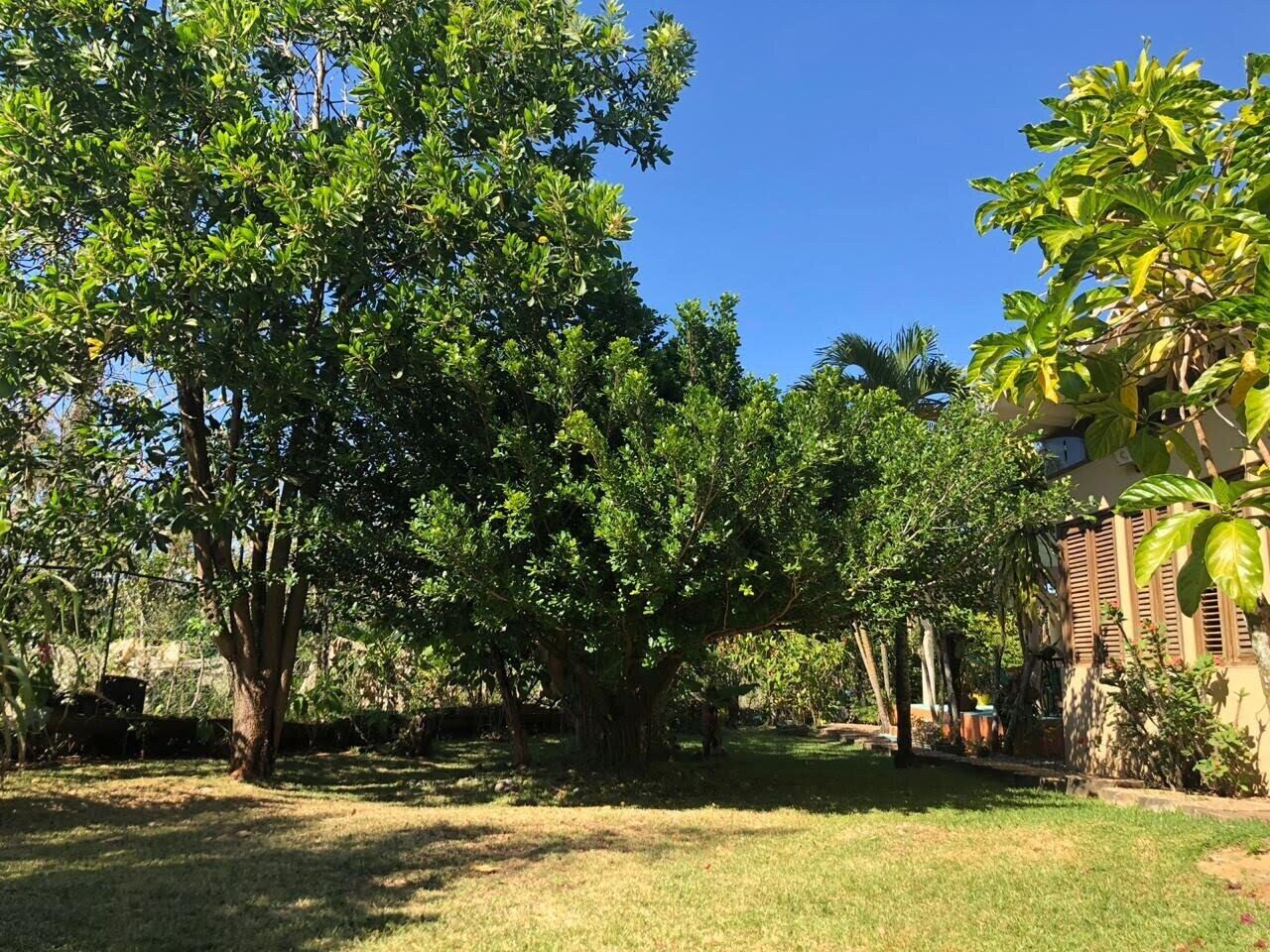 Un jardin avec de grands arbres, une pelouse verdoyante et un bâtiment doté d’un toit et de fenêtres de couleur brune.