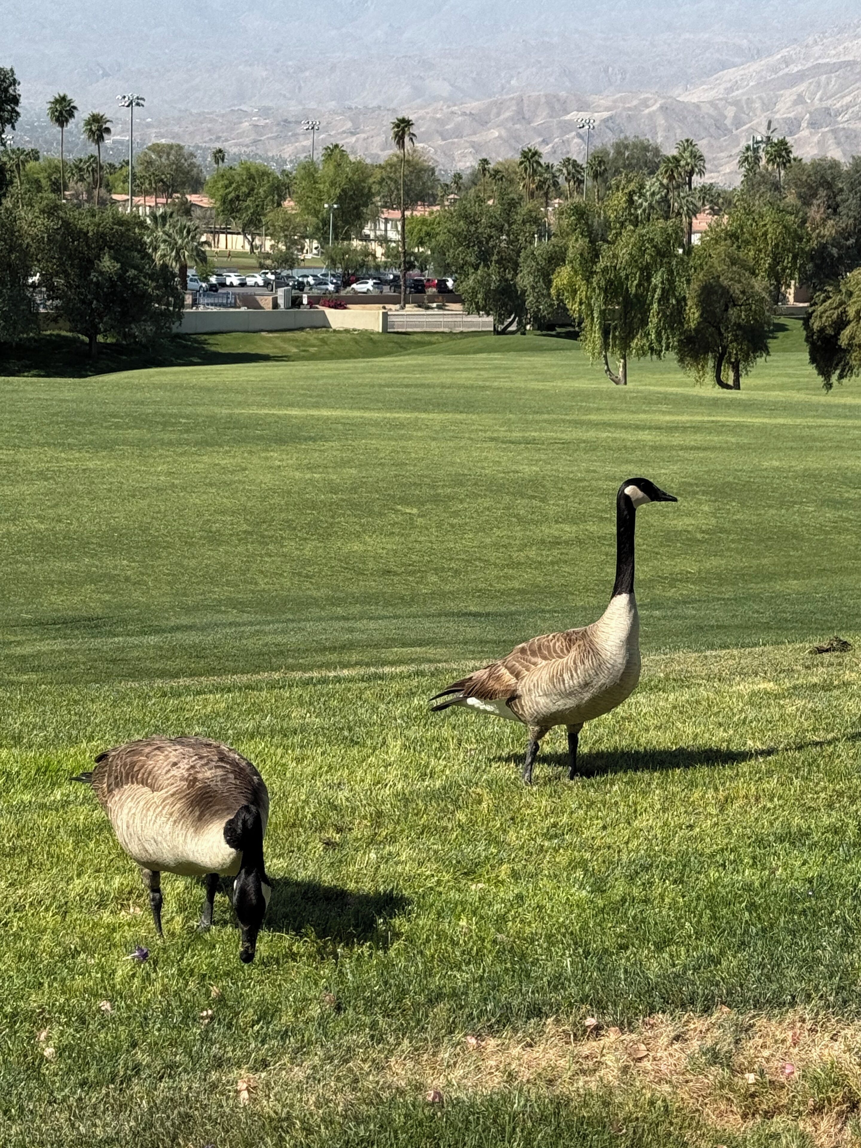Un campo cubierto de hierba con dos gansos y un fondo de árboles y montañas lejanas.
