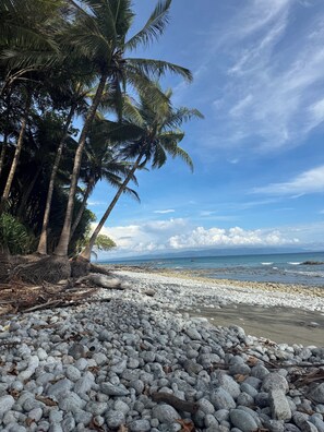 A rocky beach with palm trees and a view of the ocean.