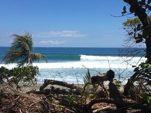 A beach with a palm tree and driftwood. - Casa Jocote: Rainforest Dream House in Cabo Matapalo (puerto jimenez)