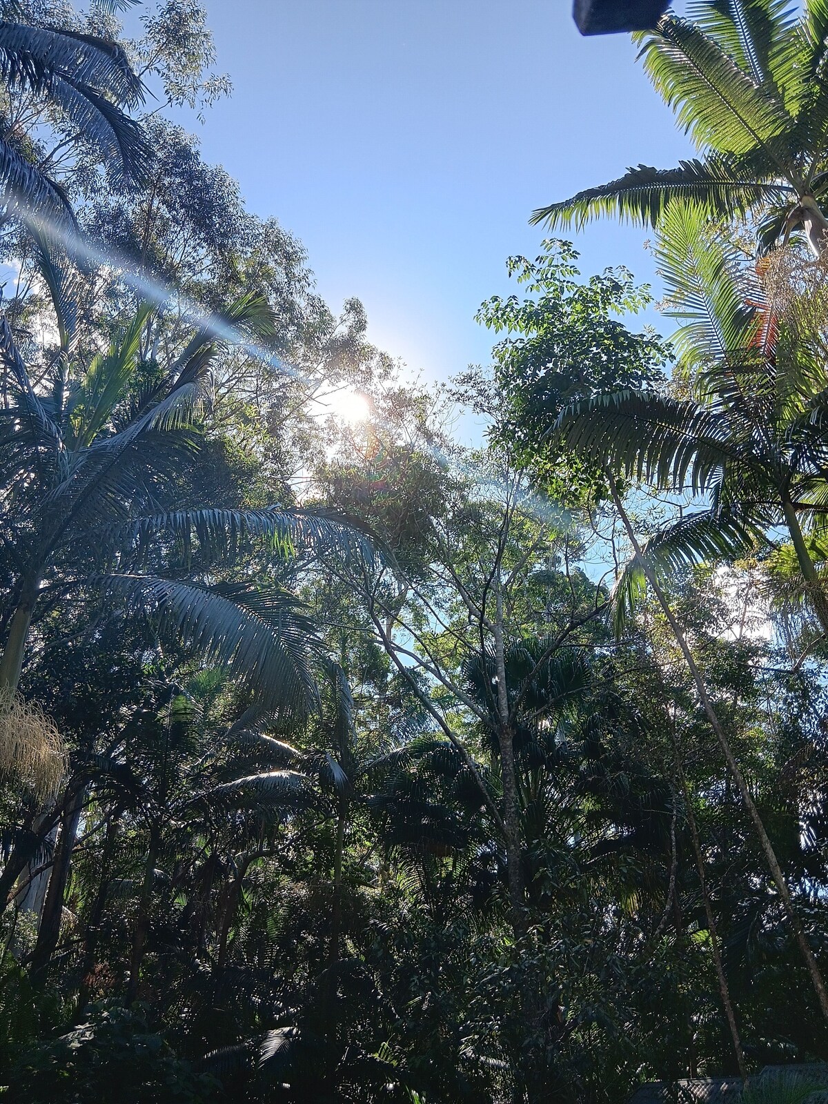 Pet Friendly Rainforest Cabins located 10 minutes from beachfront !