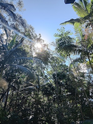 Miscellaneous - Pet Friendly Rainforest Cabins located 10 minutes from beachfront ! (Buderim)