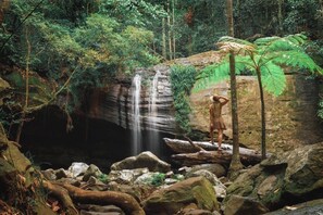 Miscellaneous - Pet Friendly Rainforest Cabins located 10 minutes from beachfront ! (Buderim)