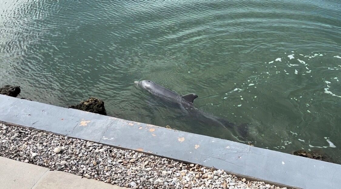 Ein Delfin schwimmt in einem Gewässer nahe einer Betonkante.