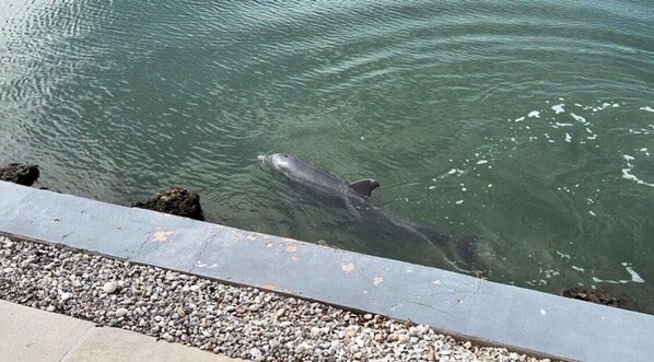 En delfin svømmer i vand nær en betonkant.