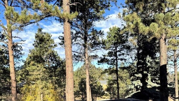 A hot tub surrounded by tall pine trees.