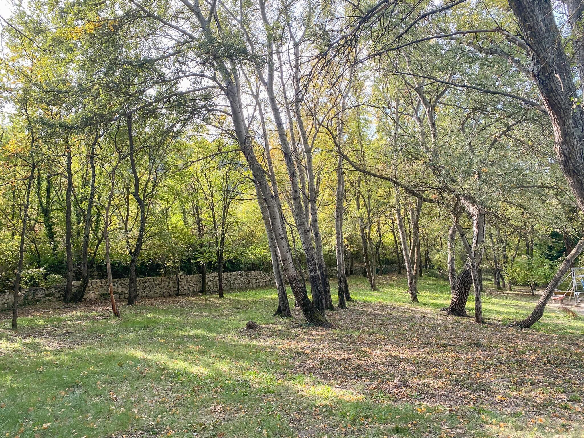 A forested area with a stone wall and a grassy clearing.