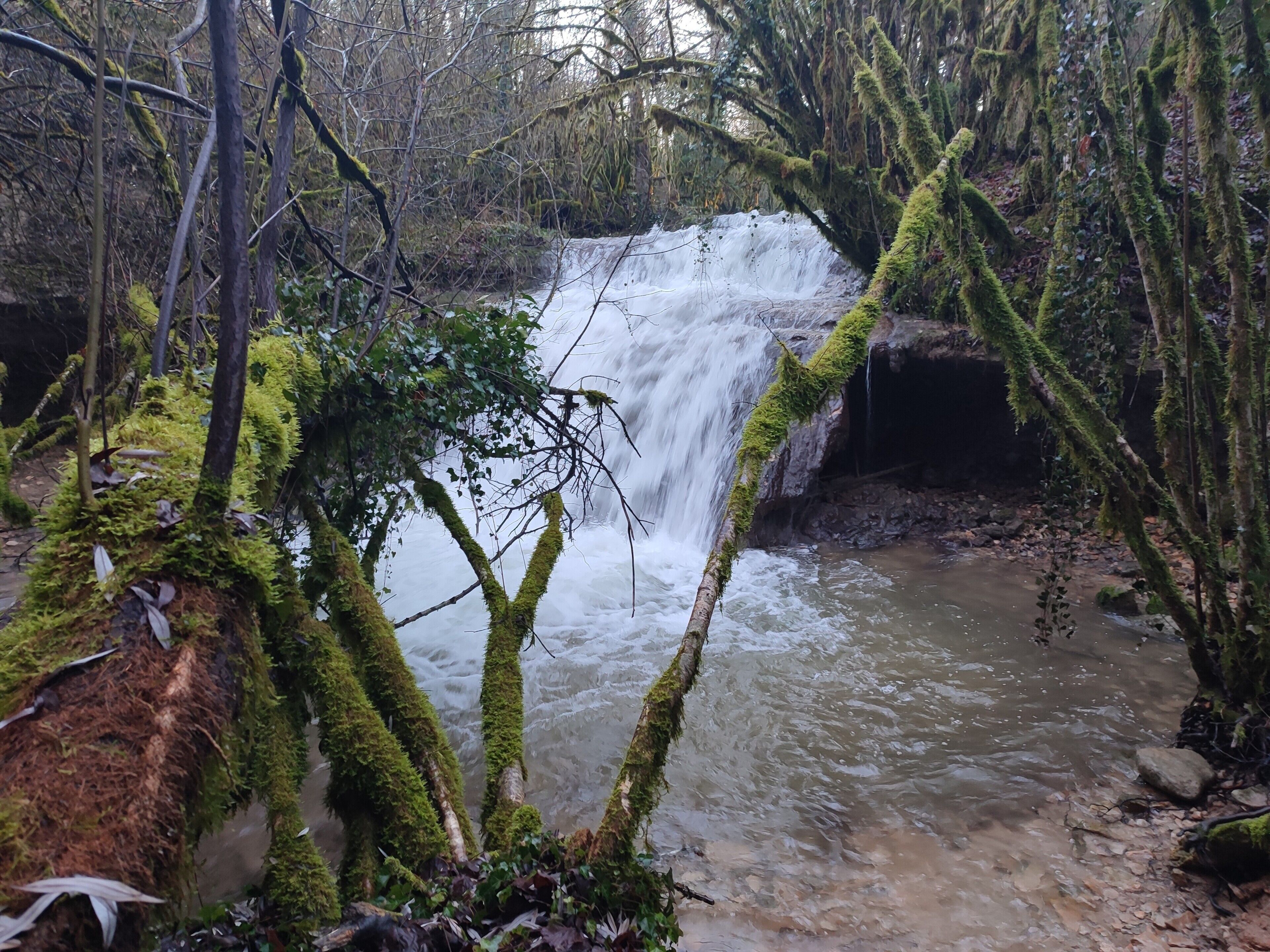 A waterfall surrounded by moss-covered trees and a muddy stream.