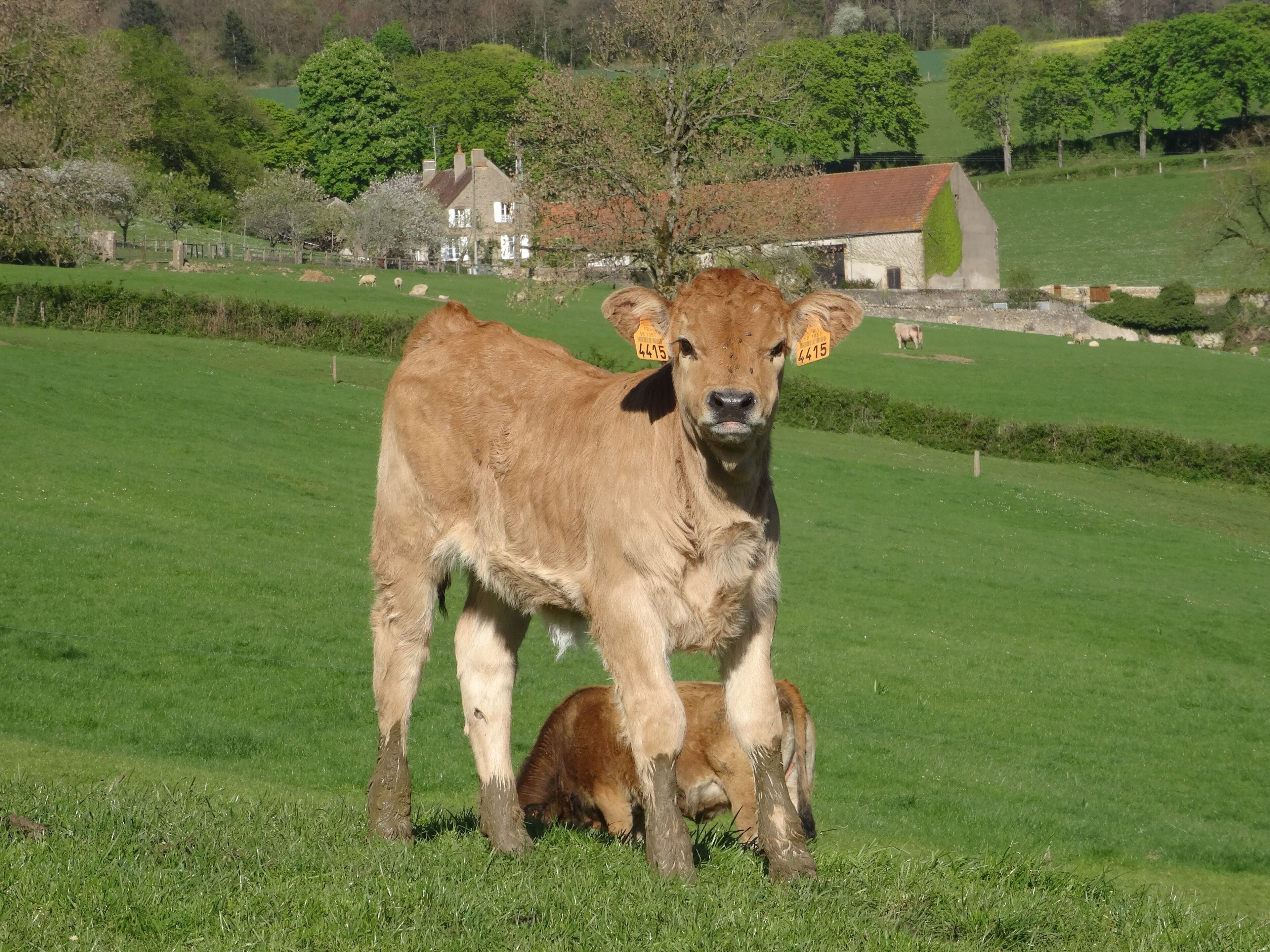 A calf standing in a grassy field with a house and trees in the background.