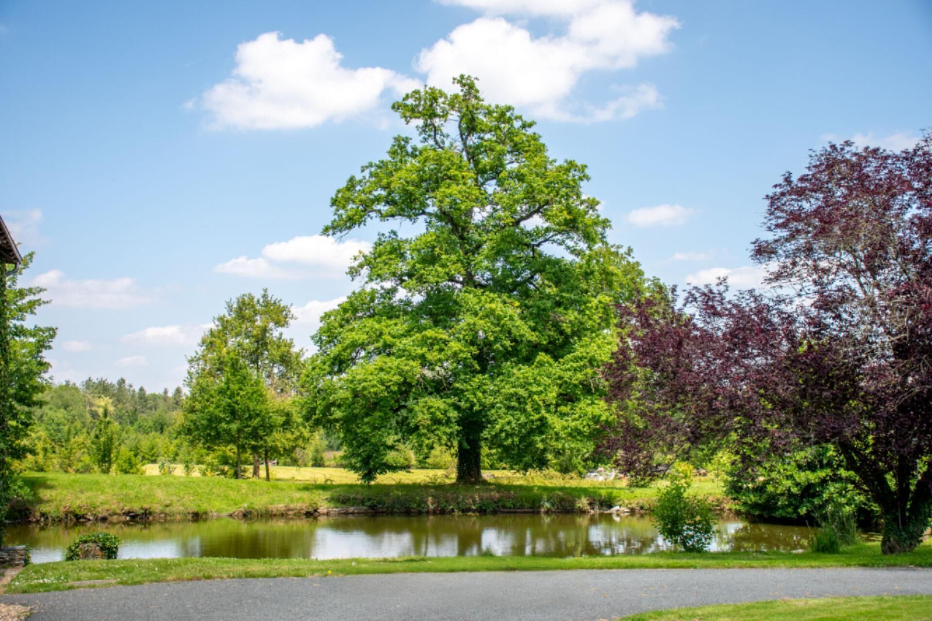 A serene park with a large tree, a pond, and a clear sky.