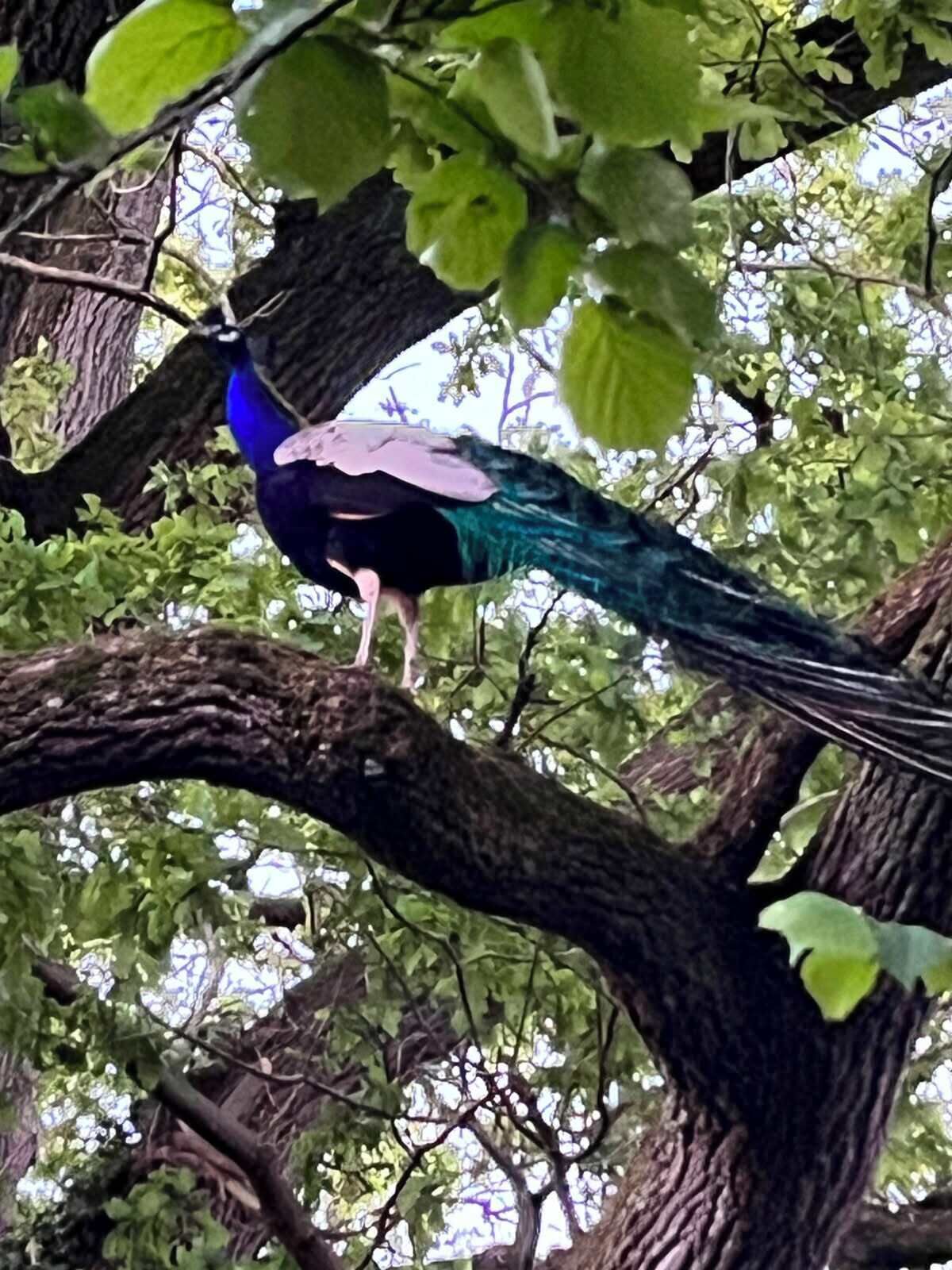 Un pájaro posado en una rama de árbol.