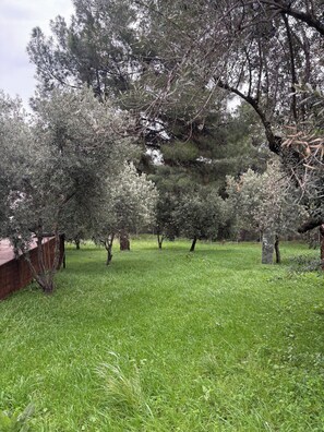 A grassy field with trees and a wooden structure.