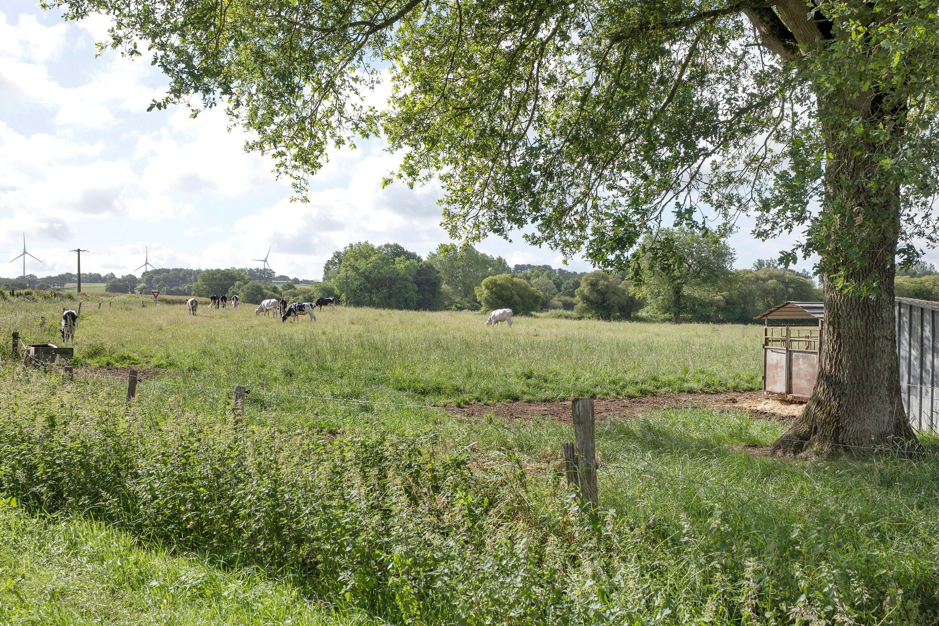 Ländliche Landschaft mit einem eingezäunten Feld, einem Baum und Windkraftanlagen in der Ferne.