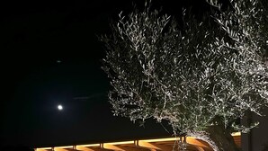 A covered parking area with a car parked under a tree.
