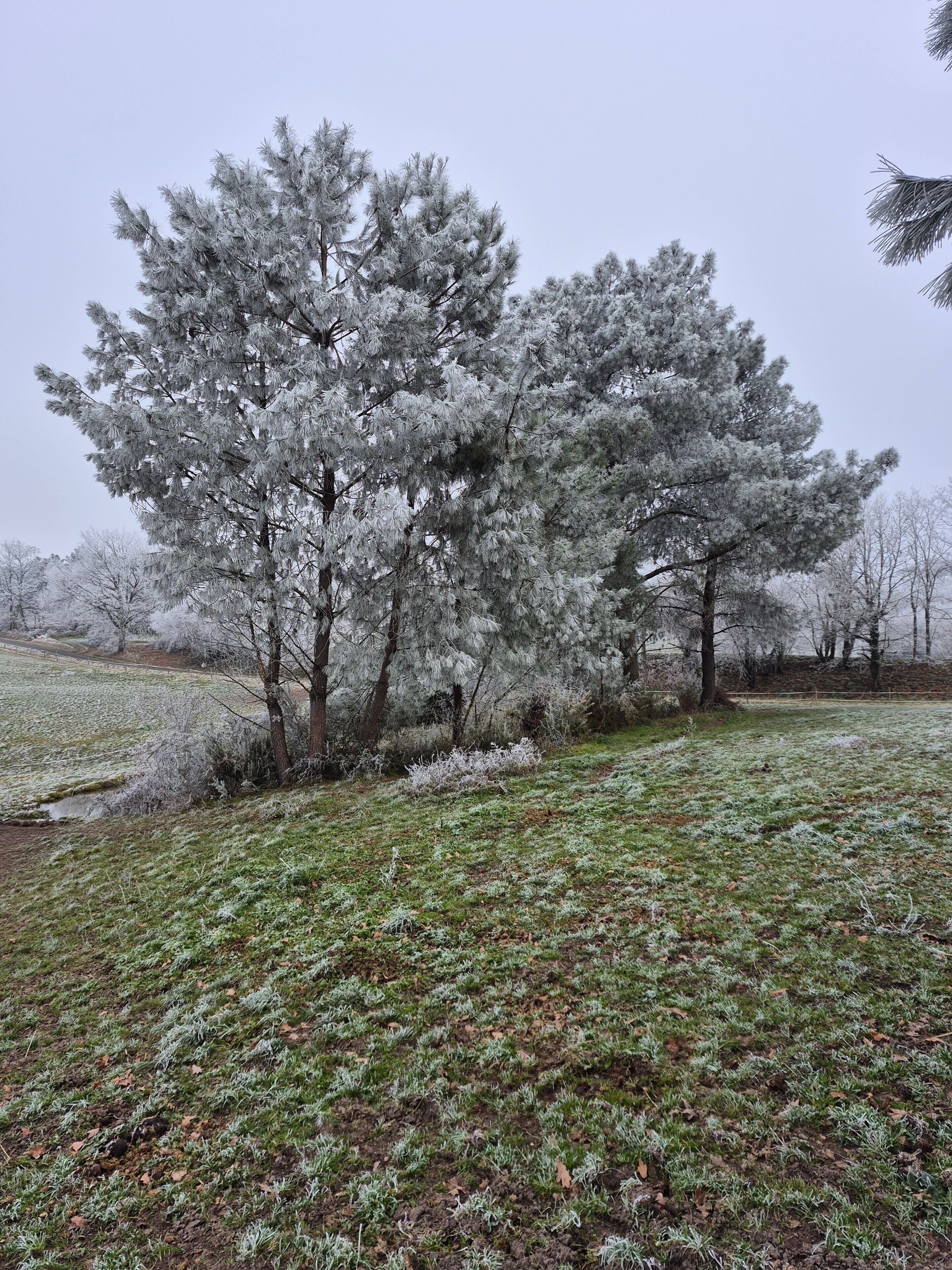 Een veld met door vorst bedekte gras en bomen.