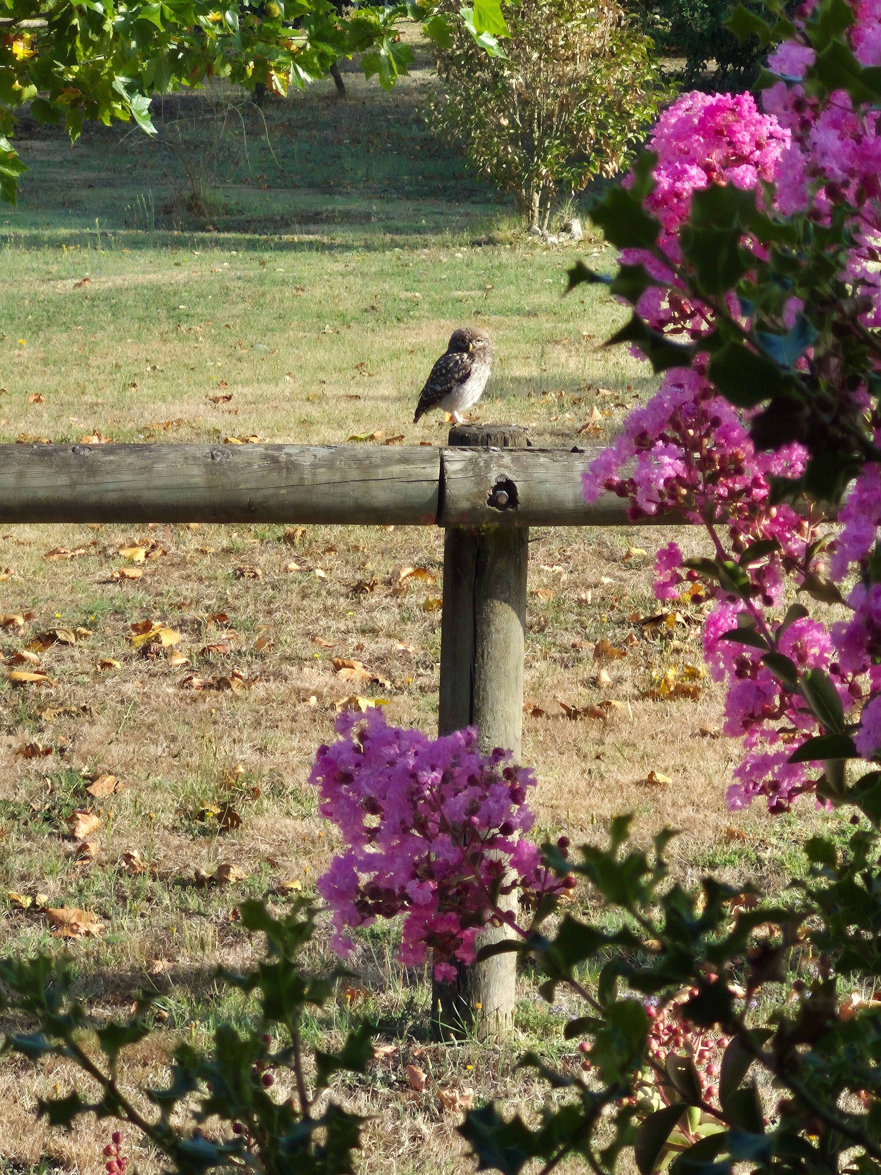 Un oiseau est perché sur une clôture en bois, dans un champ verdoyant où l’on aperçoit, au premier plan, des fleurs roses.