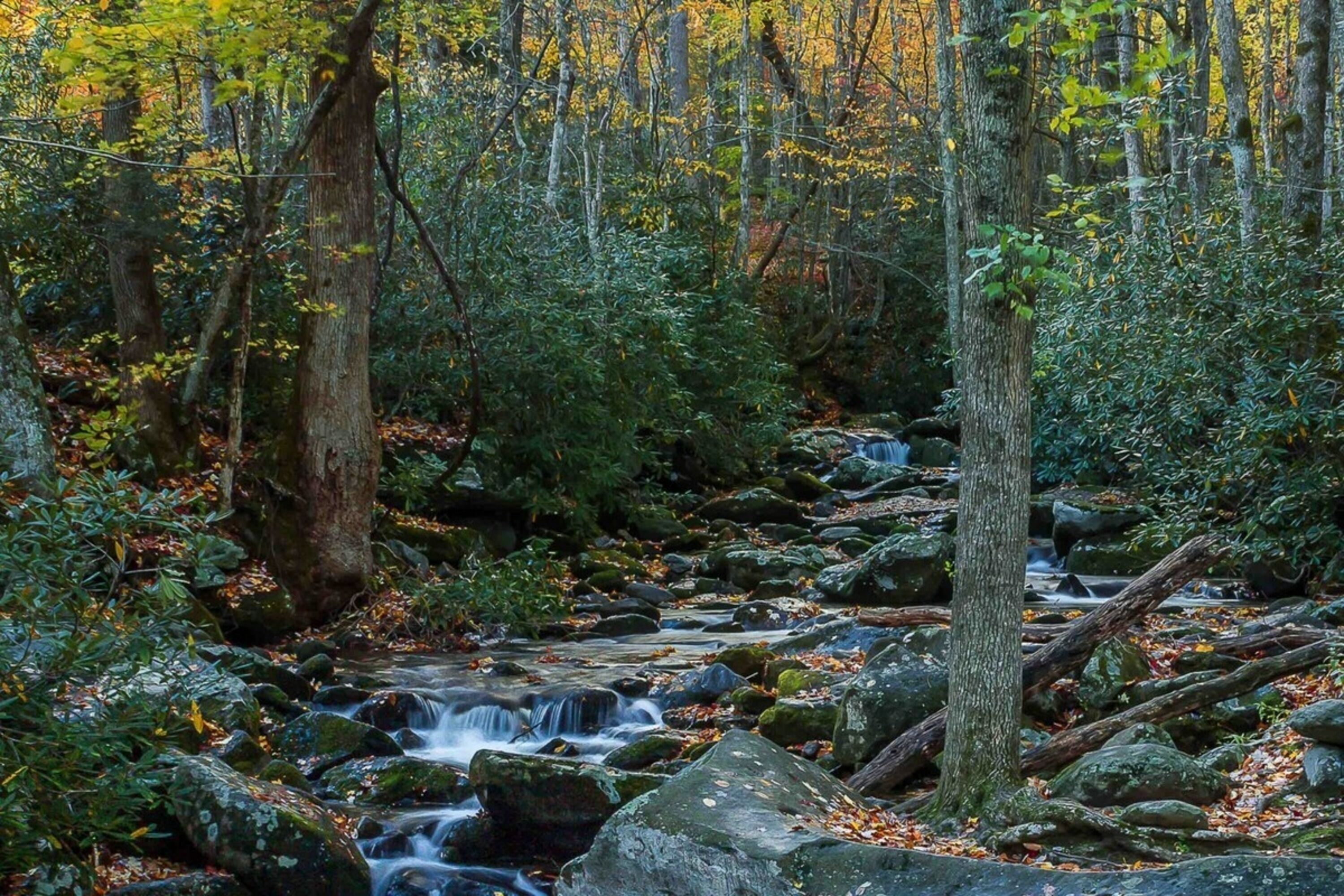 A forest stream with rocks and trees.