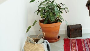 A corner with a potted plant, a small wooden chest, a woven basket, and a red patterned rug on a tiled floor.