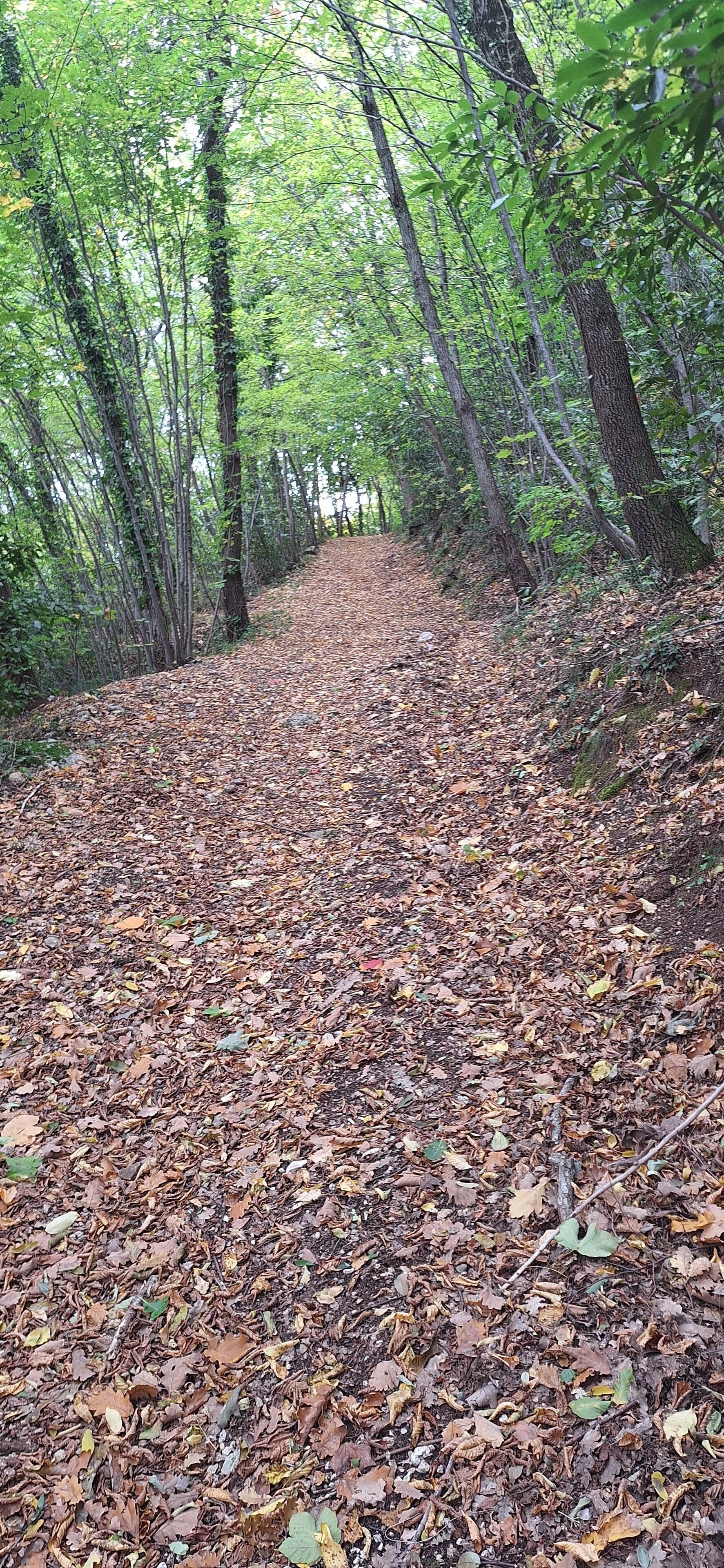 Een bebost pad met een onverharde trail bedekt met herfstbladeren.