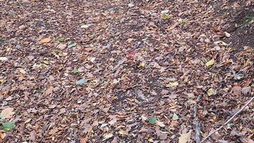 Een bebost pad met een onverharde trail bedekt met herfstbladeren.