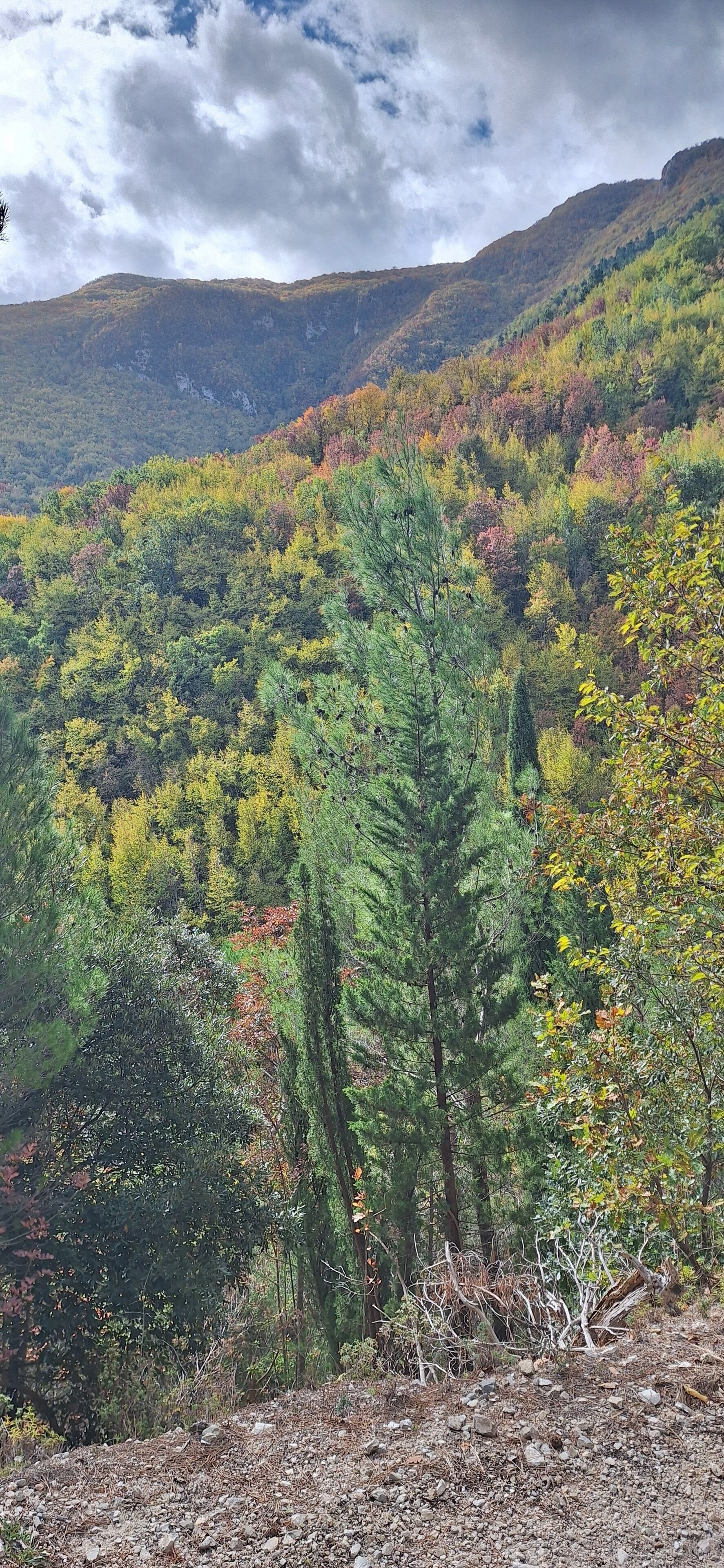 Eine gebirgige Landschaft mit dichten Wäldern und felsigem Gelände.