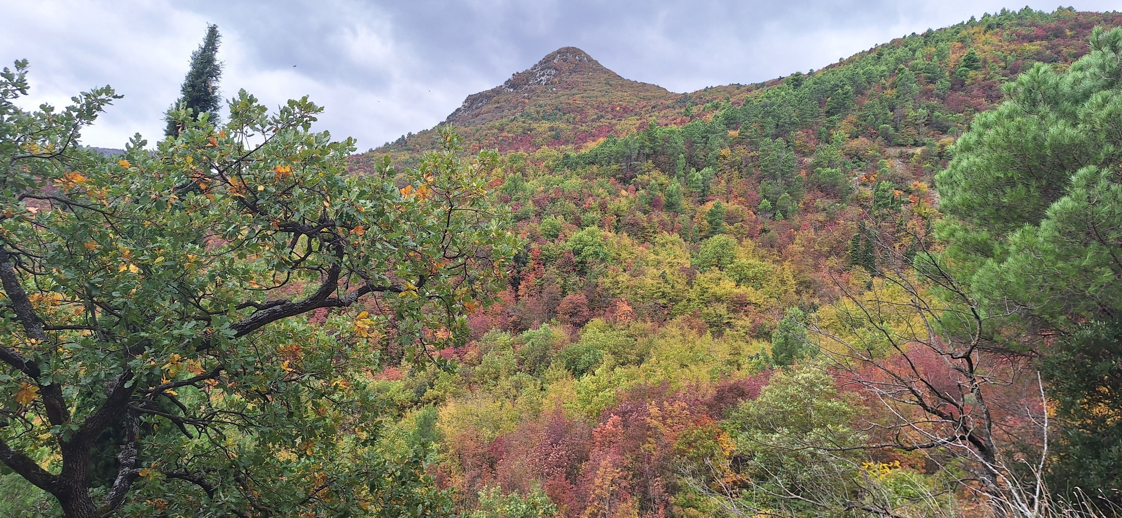 A mountainous landscape with dense forest and a prominent peak.