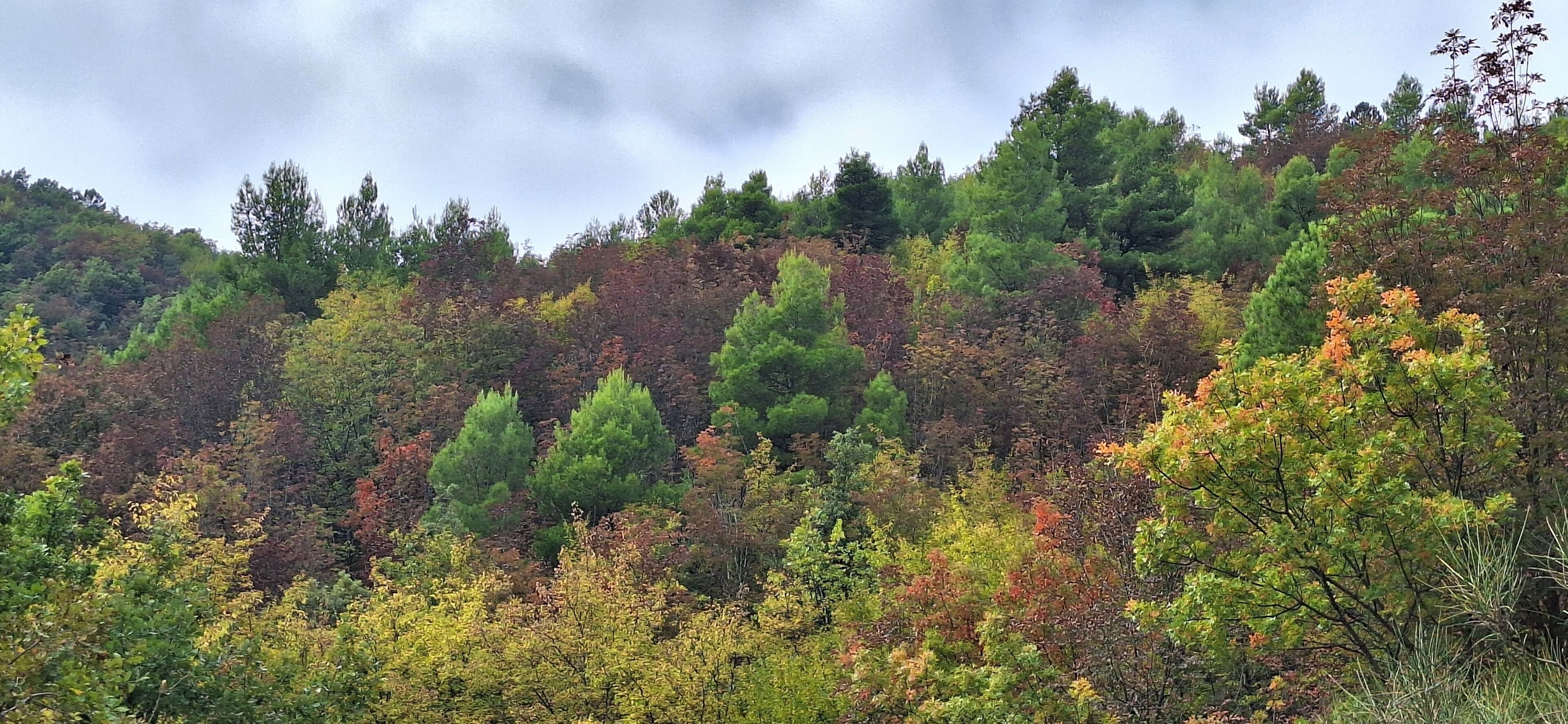 A forested hillside with a variety of trees in different colors, indicating a natural landscape.