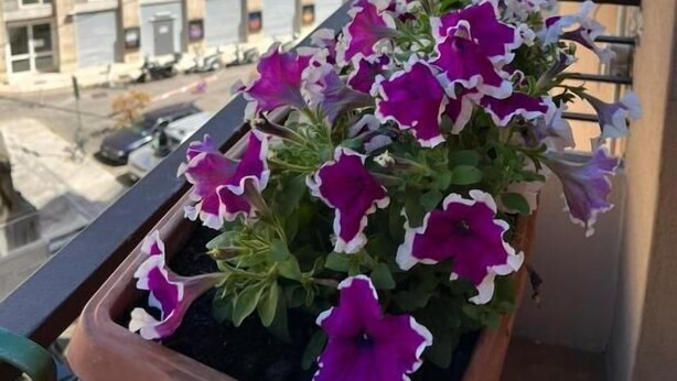 A balcony with a flower pot containing purple and white flowers, overlooking a row of buildings with multiple windows and balconies.