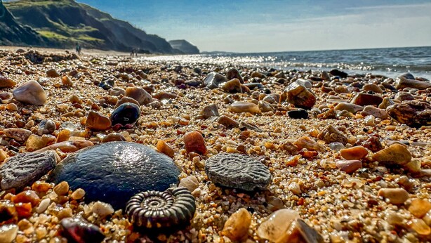 Ein Strand mit verschiedenen Muscheln und Kieselsteinen.