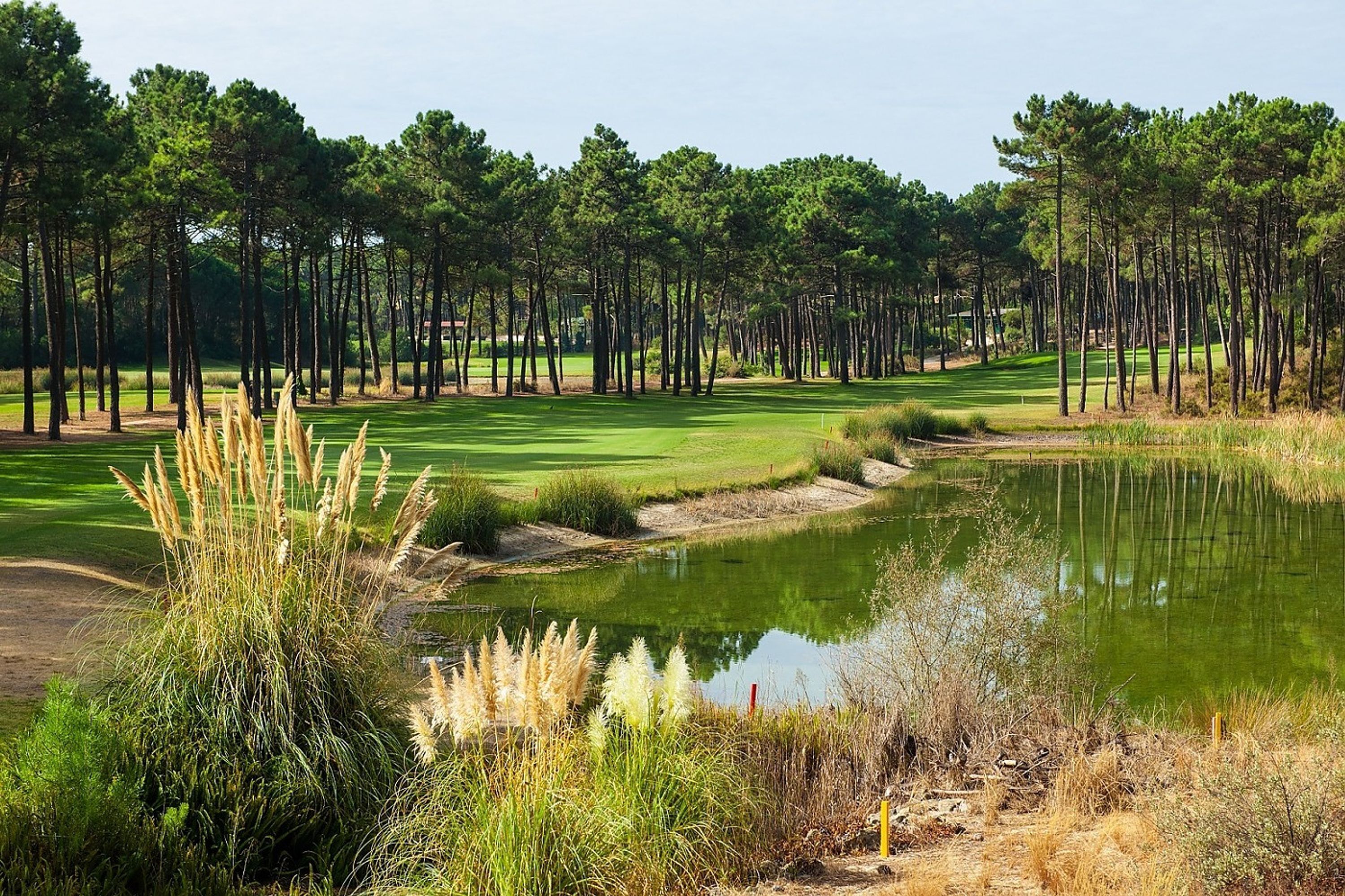 Un campo de golf con un estanque, rodeado de altos pinos.